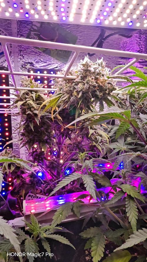 Mexikan Airlines Automatik. Week 9