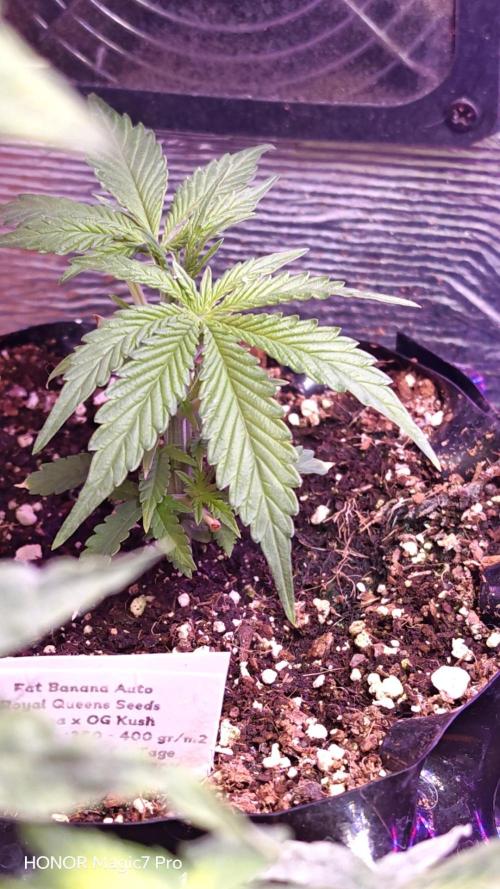 Fat Bannana Auto (Royal Queens Seeds). Week 3