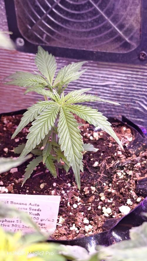 Fat Bannana Auto (Royal Queens Seeds). Week 3