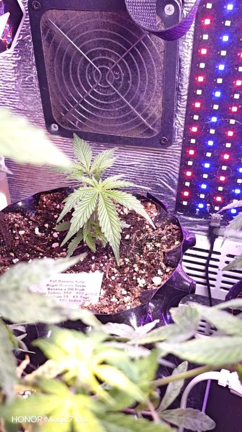 Fat Bannana Auto (Royal Queens Seeds)