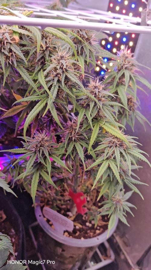 Stealth Grow Schrank. Week 6 - Blackberry Auto (Seeds66) 