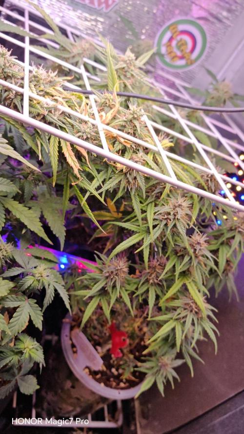 Stealth Grow Schrank. Week 6 - Blackberry Auto (Seeds66)