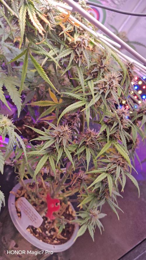 Stealth Grow Schrank. Week 6 - Blackberry Auto (Seeds66)