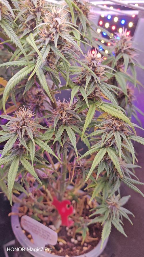 Stealth Grow Schrank. Week 6 - Blackberry Auto (Seeds66)