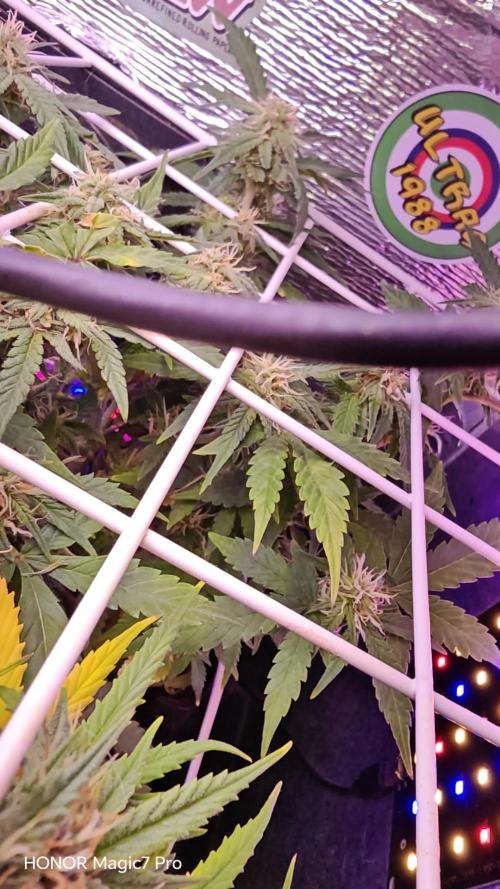 Stealth Grow Schrank. Week 6 - Permanent Marker Auto  (Seeds66)