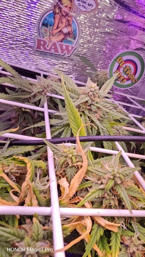 Stealth Grow Schrank. Week 6 - Permanent Marker Auto  (Seeds66)