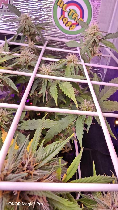 Stealth Grow Schrank. Week 6 - Permanent Marker Auto  (Seeds66)