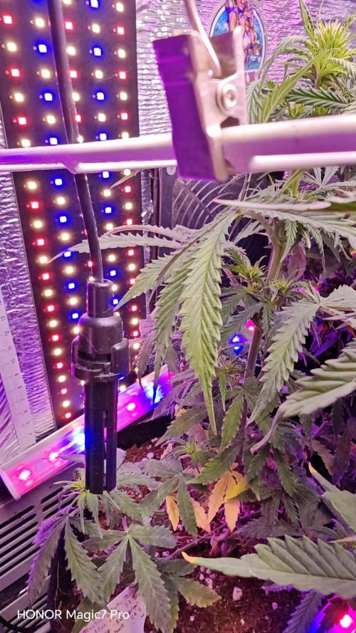 Stealth Grow Schrank. Week 6 - Permanent Marker Auto  (Seeds66)