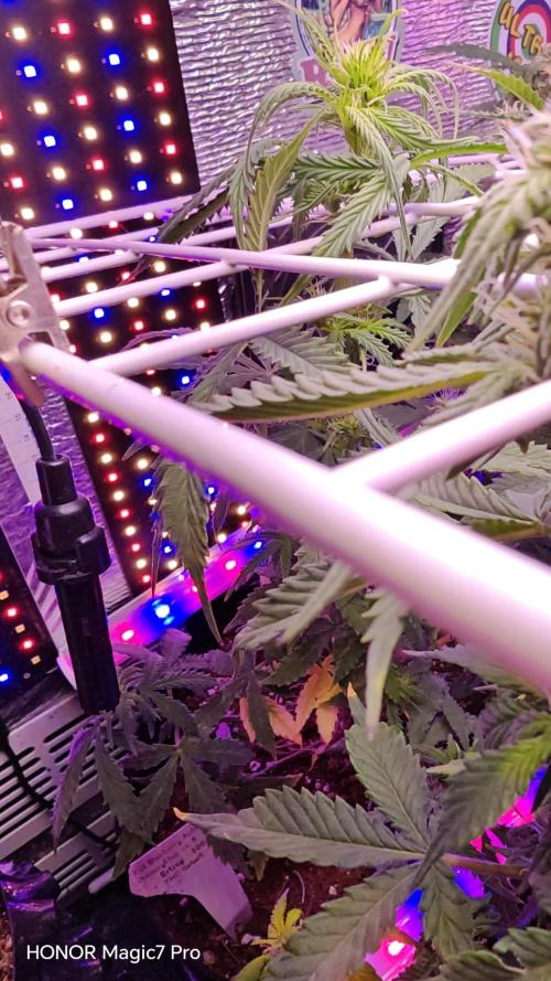 Stealth Grow Schrank. Week 6 - Permanent Marker Auto  (Seeds66)