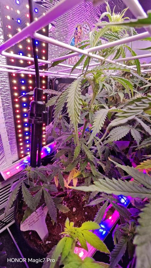 Stealth Grow Schrank. Week 6 - Permanent Marker Auto  (Seeds66)