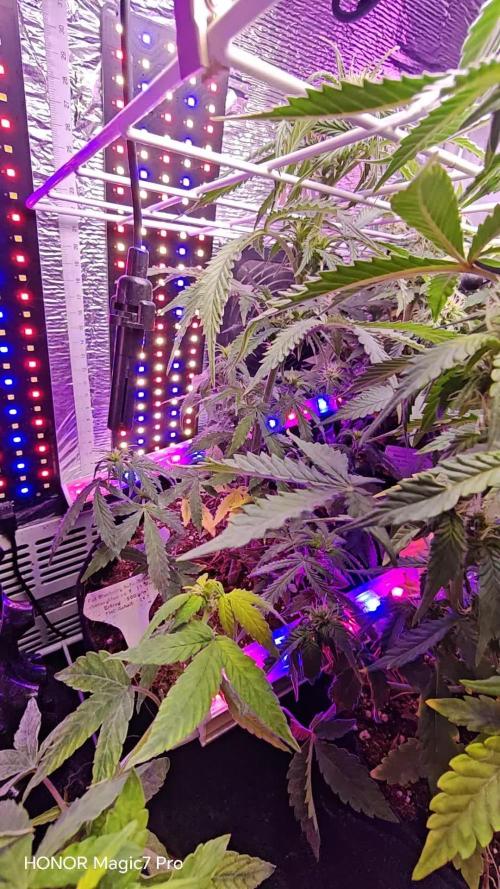 Stealth Grow Schrank