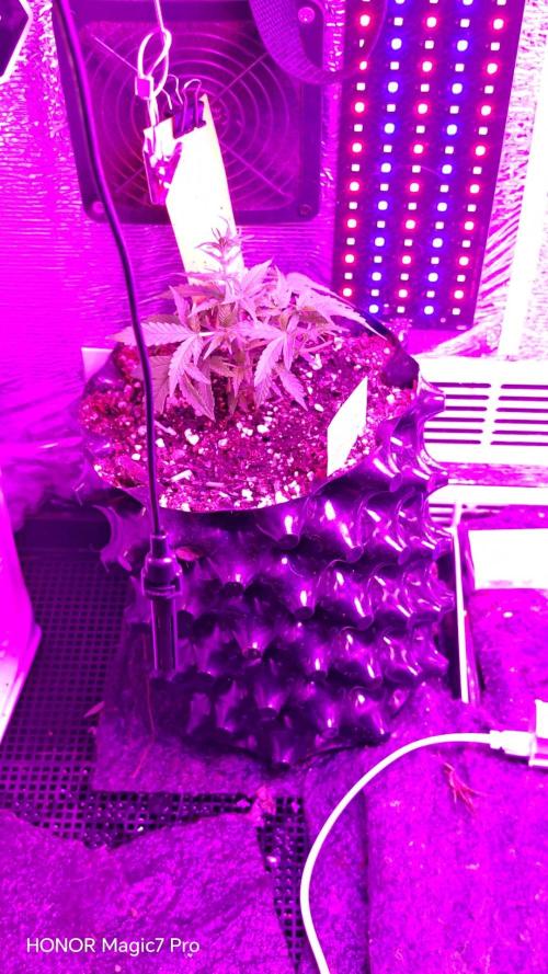 Fat Bannana Auto (Royal Queens Seeds). Week 4