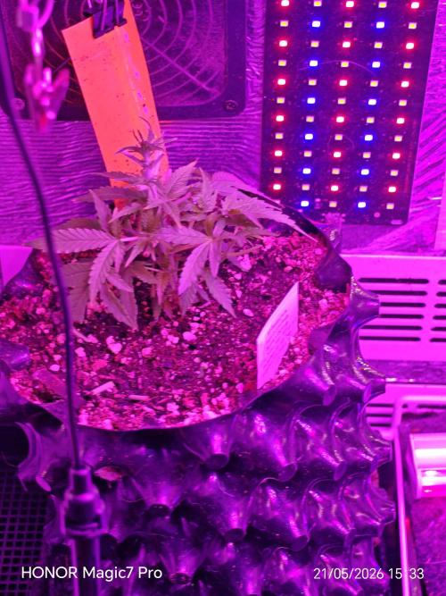 Fat Bannana Auto (Royal Queens Seeds). Week 4