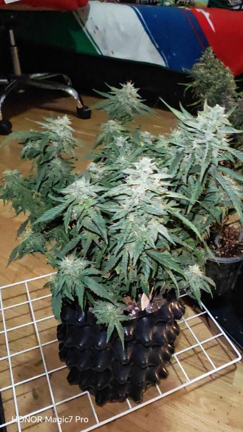 Stealth Grow Schrank. Week 9