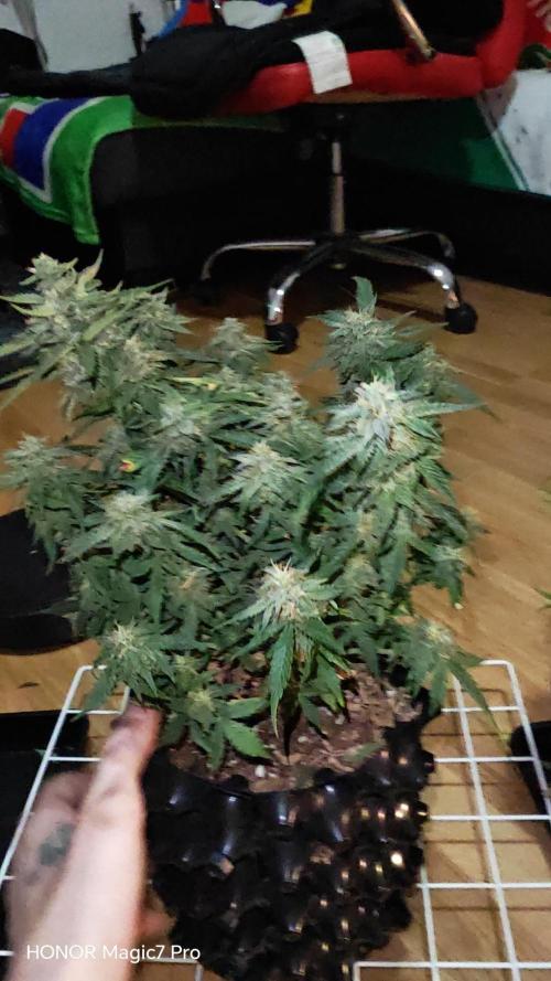 Stealth Grow Schrank. Week 9