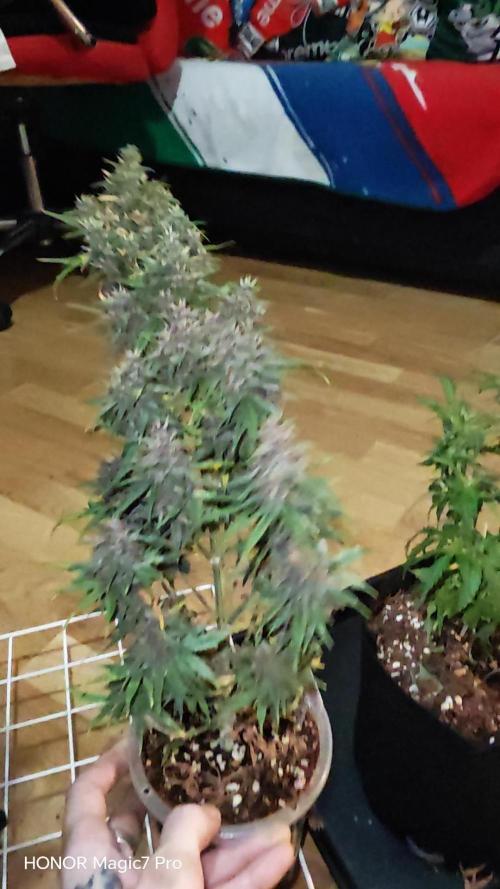 Stealth Grow Schrank. Week 9