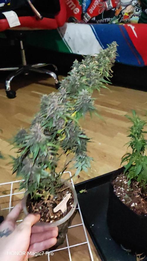 Stealth Grow Schrank. Week 9