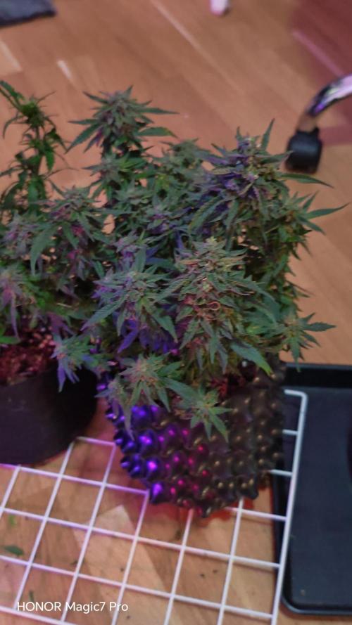 Stealth Grow Schrank. Week 7
