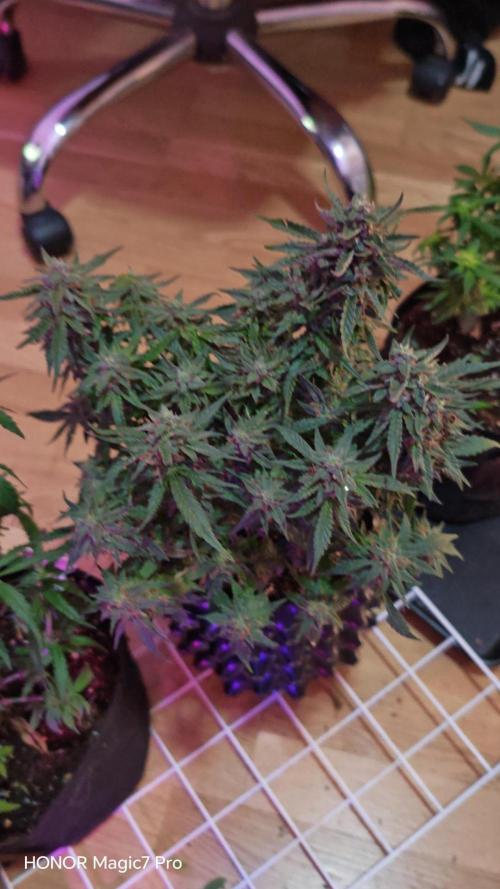 Stealth Grow Schrank. Week 7