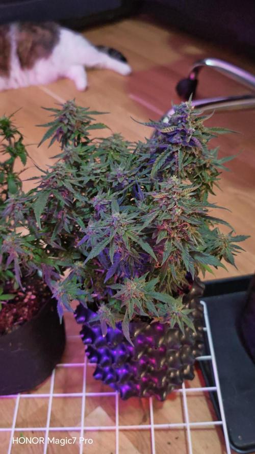 Stealth Grow Schrank. Week 7