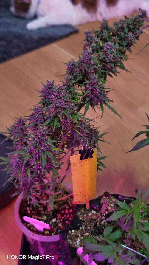 Stealth Grow Schrank. Week 7