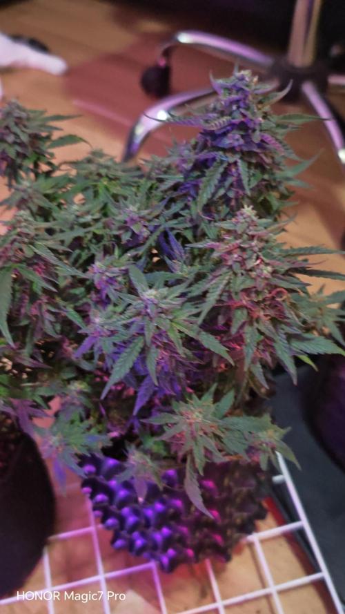Stealth Grow Schrank. Week 7