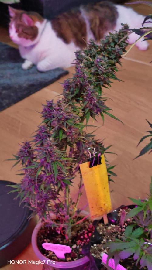 Stealth Grow Schrank. Week 7