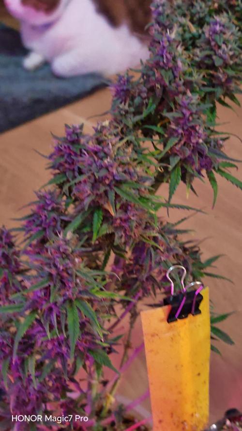Stealth Grow Schrank. Week 7