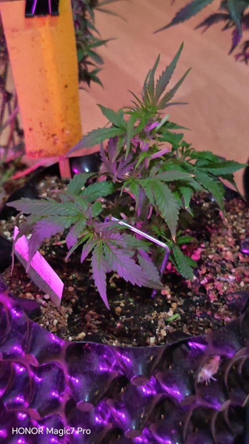 Fat Bannana Auto (Royal Queens Seeds). Week 5