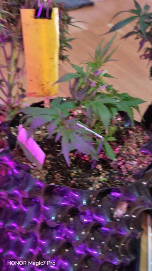 Fat Bannana Auto (Royal Queens Seeds). Week 5