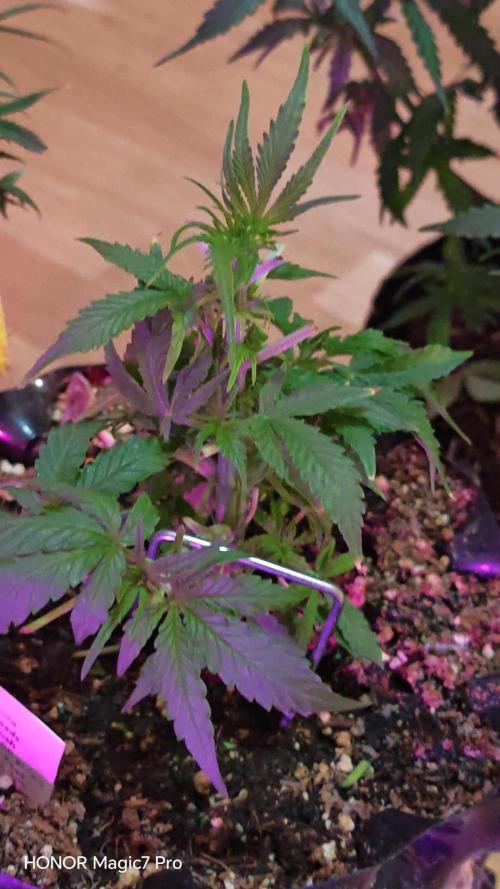 Fat Banana Automatic. Week 5