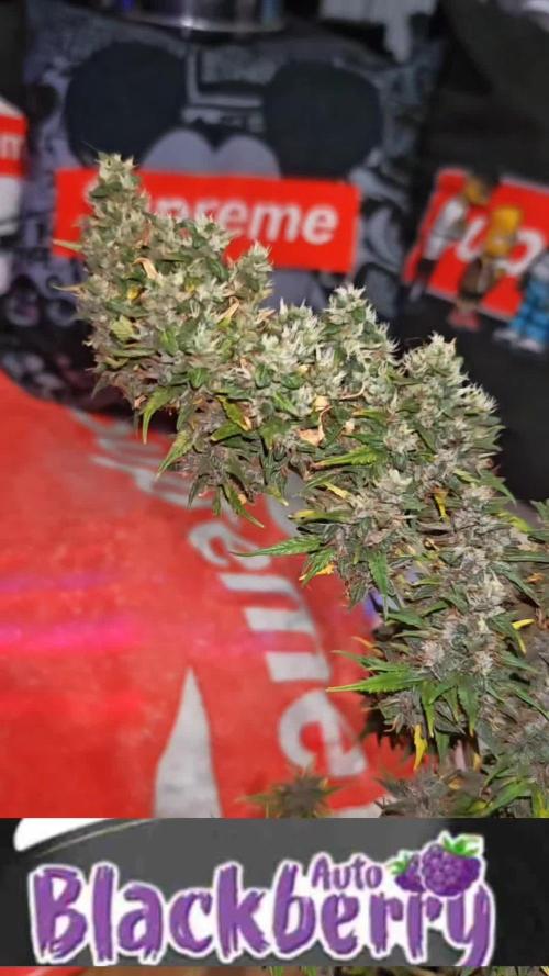 Stealth Grow Schrank