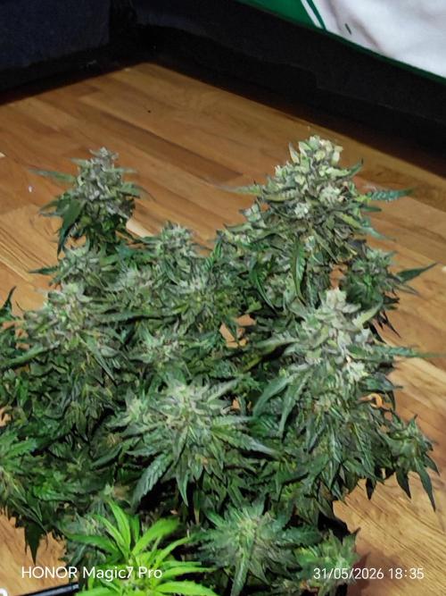 Stealth Grow Schrank. Week 10 - permanent Marker Auto Seeds66 