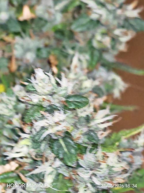 Stealth Grow Schrank. Week 10 - Permanent Marker Auto Seeds66 