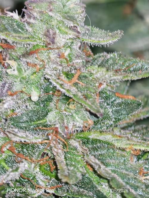Stealth Grow Schrank. Week 10 - Permanent Marker Auto Seeds66 