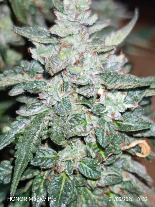 Stealth Grow Schrank. Week 10