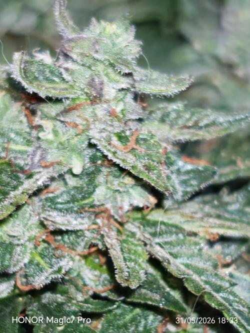 Stealth Grow Schrank. Week 10