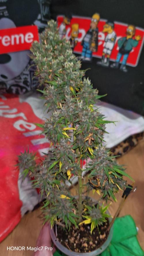 Stealth Grow Schrank. Week 10
