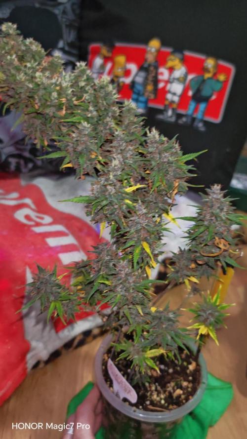 Stealth Grow Schrank. Week 10