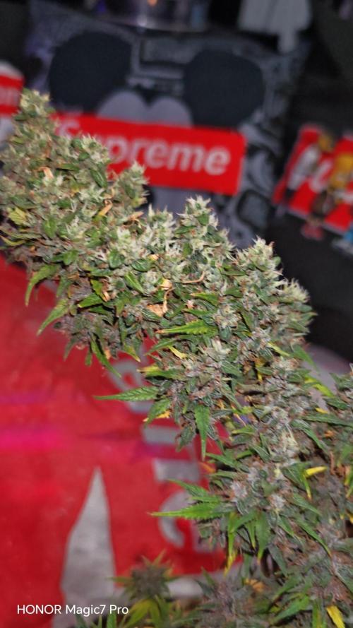 Stealth Grow Schrank. Week 10