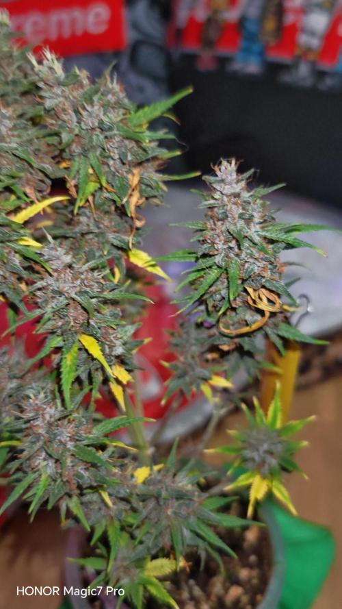 Stealth Grow Schrank. Week 10