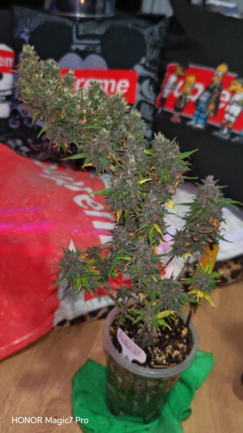 Stealth Grow Schrank. Week 10