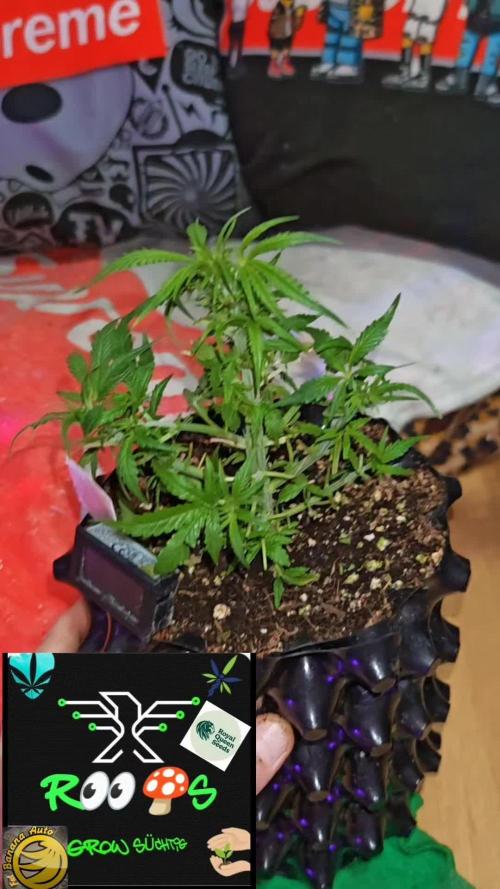 Fat Bannana Auto (Royal Queens Seeds)