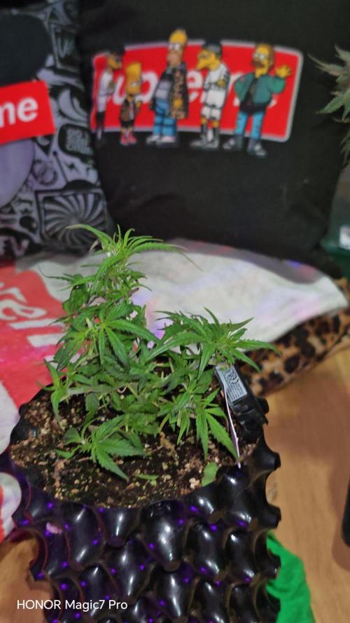 Fat Bannana Auto (Royal Queens Seeds). Week 6