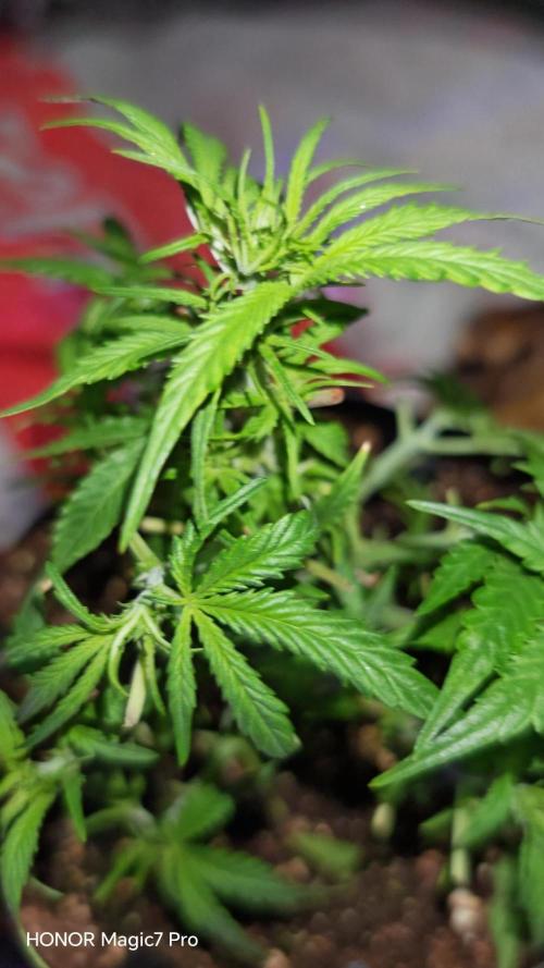 Fat Bannana Auto (Royal Queens Seeds). Week 6