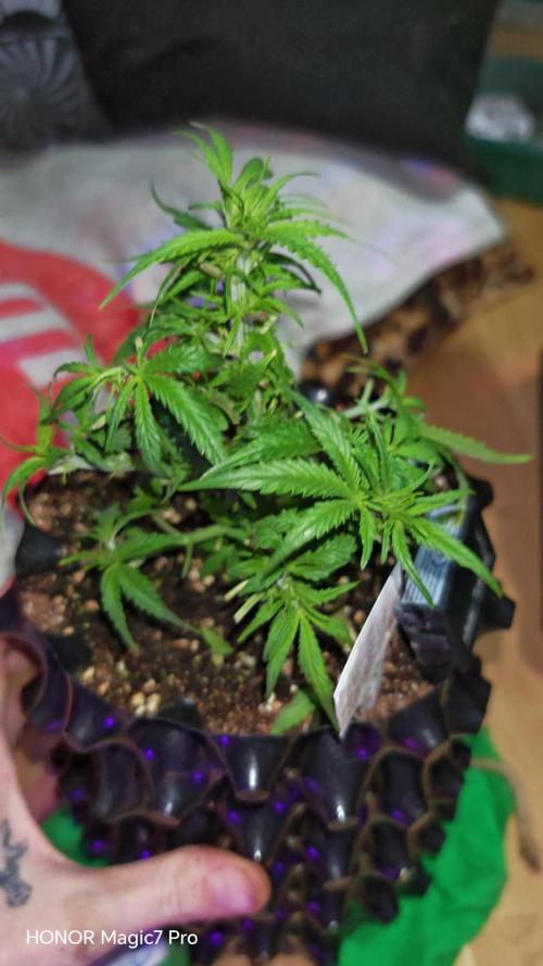 Fat Bannana Auto (Royal Queens Seeds). Week 6