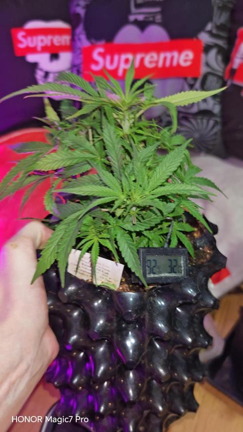 Fat Bannana Auto (Royal Queens Seeds). Week 6