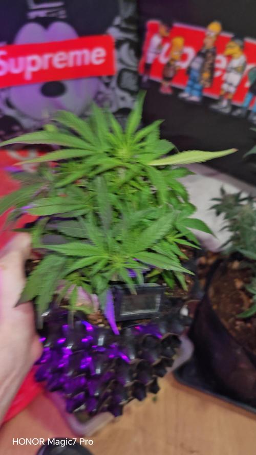 Fat Banana Automatic. Week 6