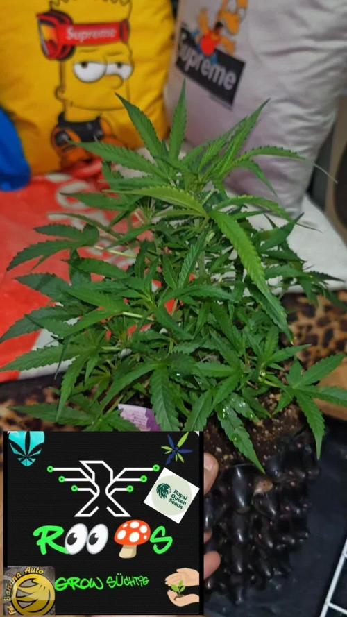 Fat Bannana Auto (Royal Queens Seeds)