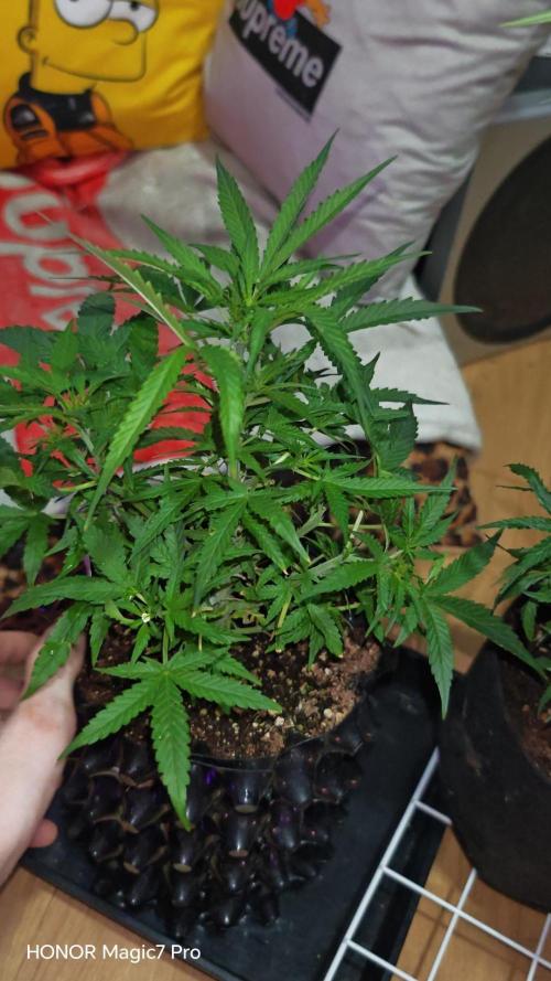 Fat Bannana Auto (Royal Queens Seeds). Week 7